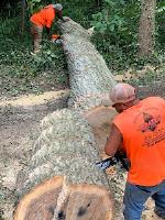 Prate's Tree Service, LLC image 7